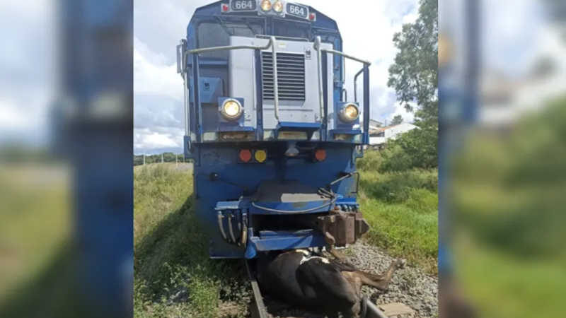 Animal foi atingido pelo trem neste domingo - Foto: Colaboração/Marcio Lopes