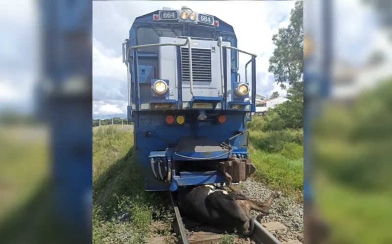 Vaca morre atropelada por trem em Ponta Grossa, PR