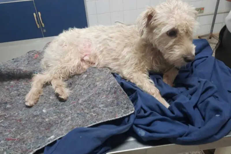 Tutora pede ajuda para pagar cirurgia de cachorra que quebrou a bacia após ser atropelada em Umuarama, PR