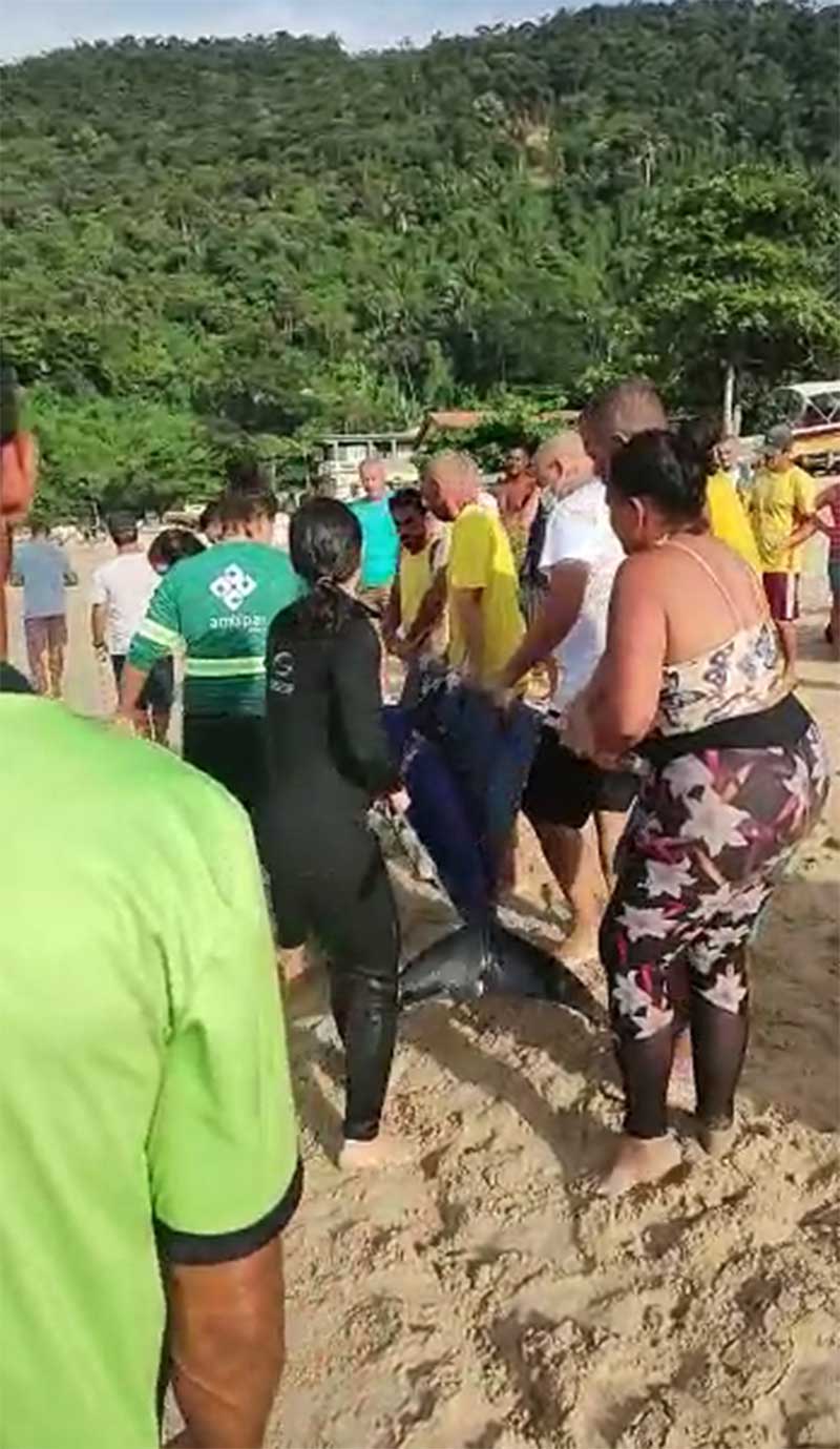 Filhote de baleia encalhado é resgatado na Praia de Provetá, em Angra dos Reis, RJ
