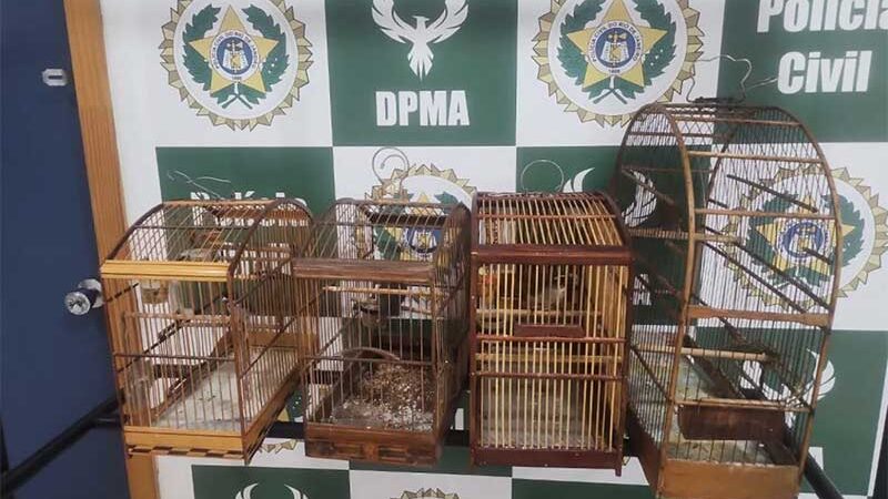 Os animais seriam vendidos ilegalmente em uma feira livre na Tijuca. Divulgação/Polícia Civil