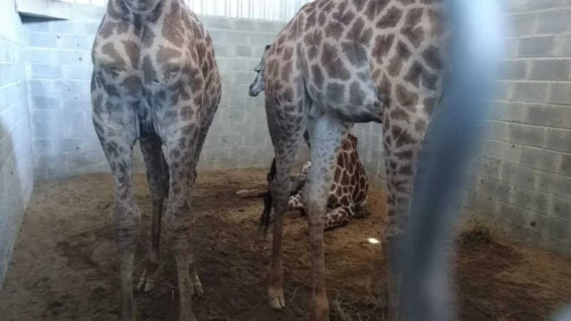 As 18 girafas sofriam maus-tratos. Três morreram - Divulgação/PF