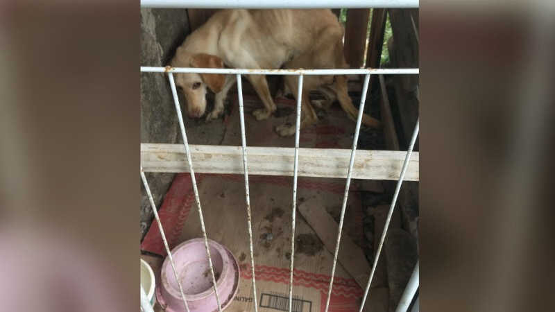 Mulher é detida após denúncia de maus-tratos a cachorro em Inoã