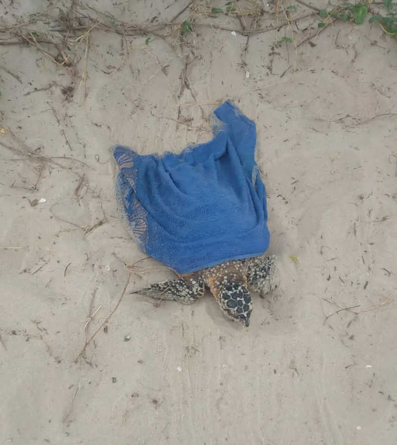 Tartaruga-marinha é resgatada com vida em praia de Maricá, RJ; VÍDEO