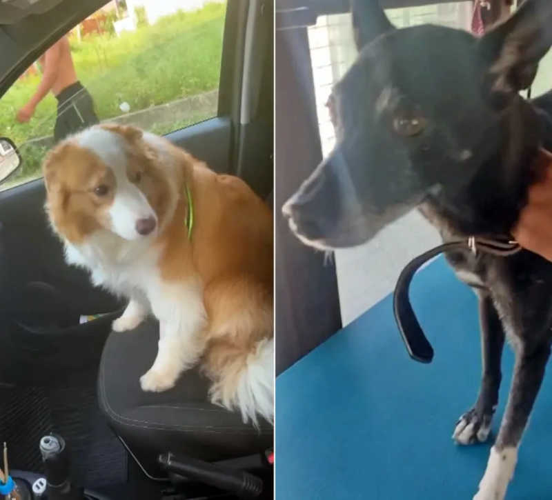 Cachorrinhos levados em roubo de carro de transportadora no RJ são encontrados