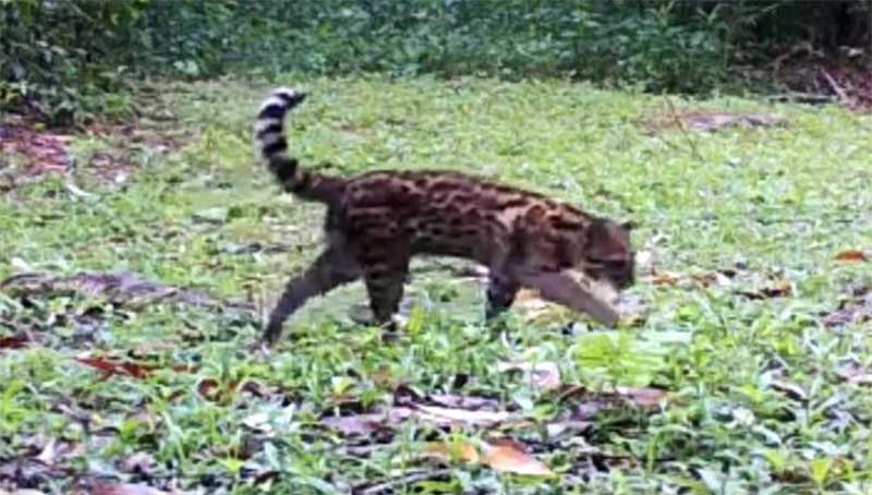 Crueldade: 20 gatos são mortos envenenados em Nova Iguaçu, RJ