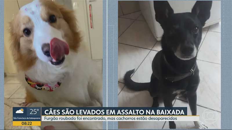 Ladrões roubam carro de transportadora de animais em Nova Iguaçu (RJ) e levam dois cachorrinhos
