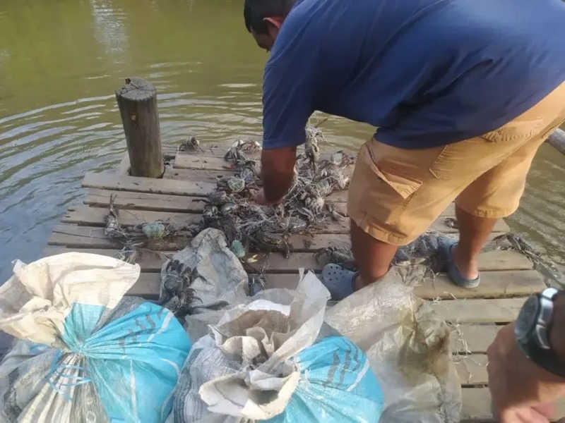 Quase 1 mil caranguejos são resgatados em Paraty, RJ