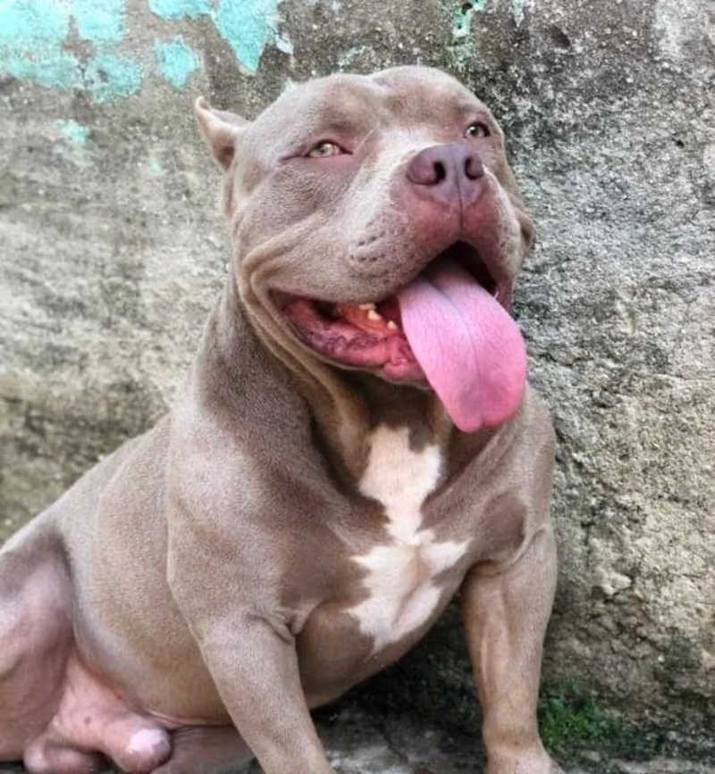 Durante briga de cães em operação no Rio, PM mata cachorro para se defender de ataque