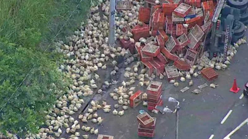 Carreta carregava galinhas que iam para o abate, quando tombou no trevo conhecido como Giro do Cebolinha, em Jacarepaguá, no Rio de Janeiro. (Imagem: reprodução)