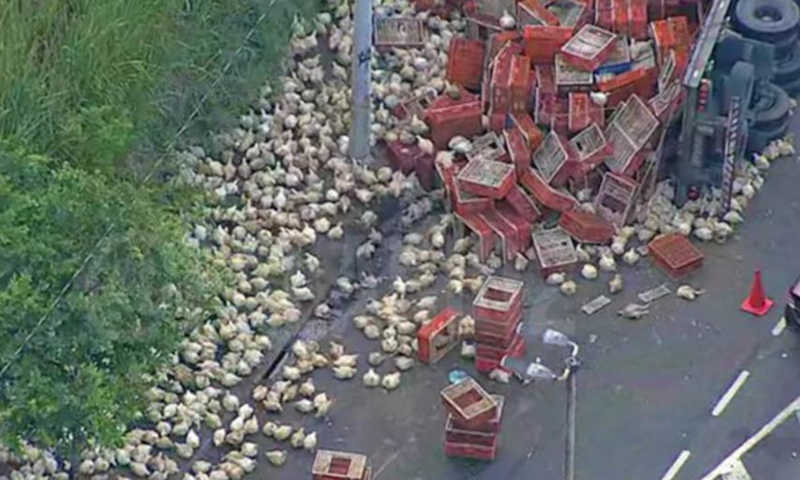 Caminhão com galinhas tomba e animais ficam espalhados pela pista; veja vídeo