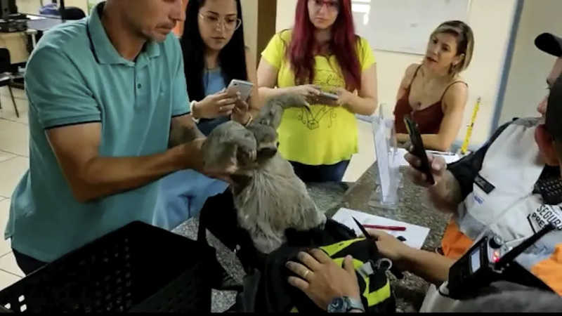 Bicho-preguiça foi furtado do Parque Lage — Foto: Divulgação