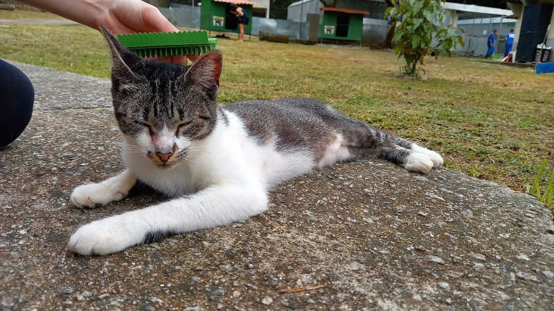 Rio: voluntários se reúnem em Guaratiba para fazer ‘escovão” em gatos abandonados