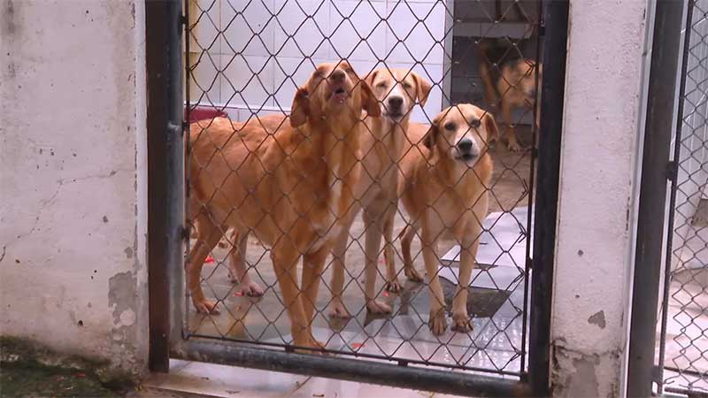 Suipa ameaçada: como ajudar ONG que cuida de mais de 2.000 animais no Rio