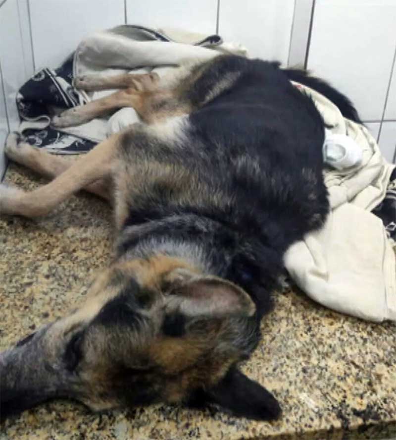 Morre cadela atingida por bala perdida na zona norte do Rio