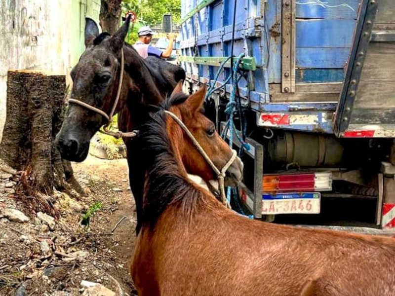 Ação de resgate de cavalos é realizada em Meriti, RJ