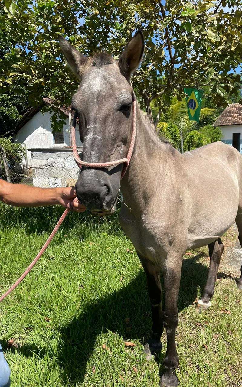 Após receber cuidados, cavalo vítima de maus-tratos será doado a programa de reabilitação