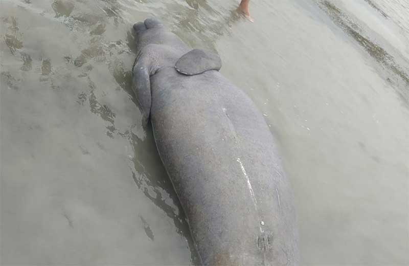 Peixe-boi é encontrado encalhado em praia da Costa Branca potiguar