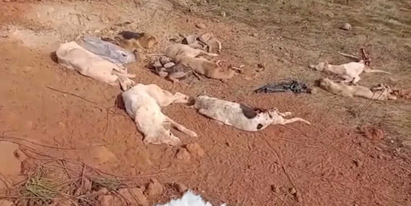 Mais de 40 cachorros mortos são jogados em terreno e tutores e deputado de Roraima cobram investigação: ‘tratado como lixo’