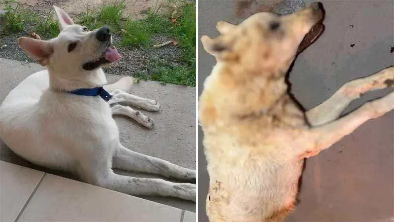 Empresa de coleta acusa funcionário por descarte de cachorros mortos em terreno e Ministério Público de RR investiga