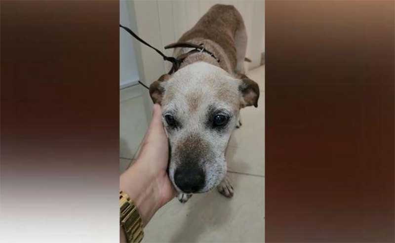 GM salva cão e detém homem por crime de maus-tratos contra cão em Novo Hamburgo, RS
