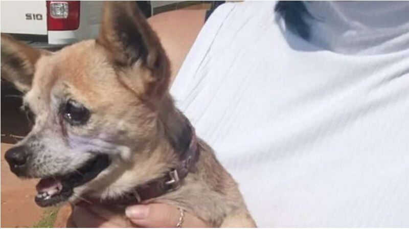 Maus tratos: vários cães são flagrados dentro de caminhão baú no Litoral Norte