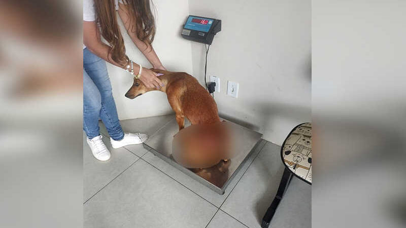Depois de recolhida o animal recebeu atendimento em uma Clínica Veterinária do município. Foto: Reprodução
