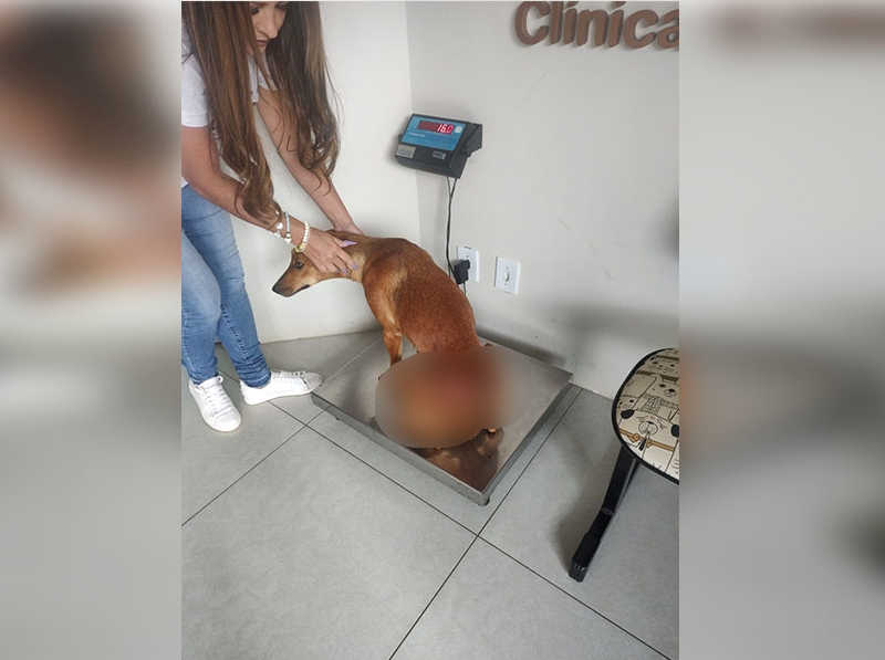 Cachorrinha é encontrada com graves lesões causadas por fio de aço em Campos Novos, SC
