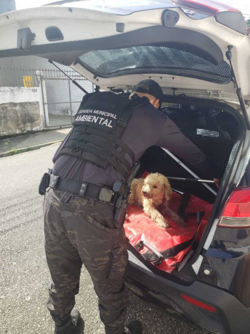 Cachorro atropelado em via movimentada de SC é resgatado por guardas ambientais em Florianópolis, SC