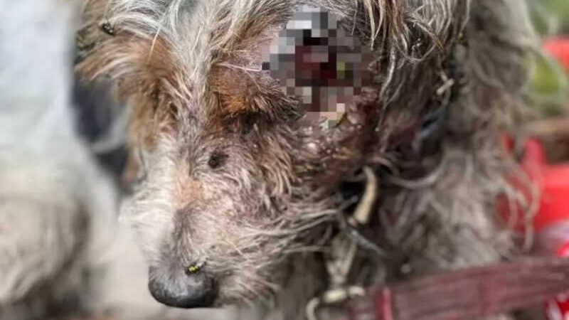 Cachorro passará por tratamento veterinário – Foto: Polícia Civil/Divulgação/ND
