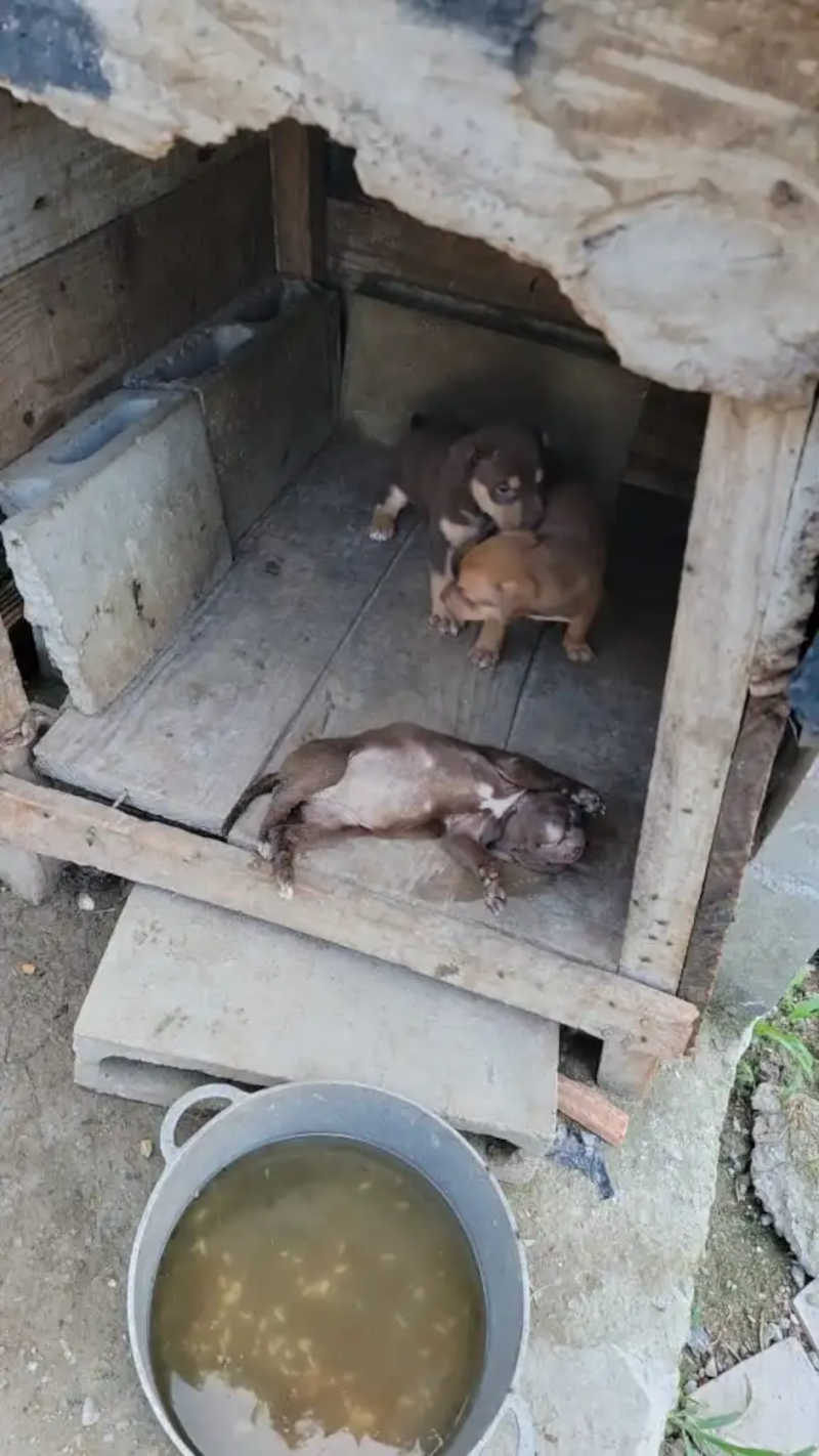 GAMF resgata fêmea de pit bull e filhotes que sofriam maus tratos no bairro santa regina