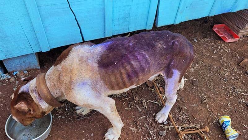 Cachorro maltratado é resgatado em Nova Erechim (Foto: Polícia Civil )