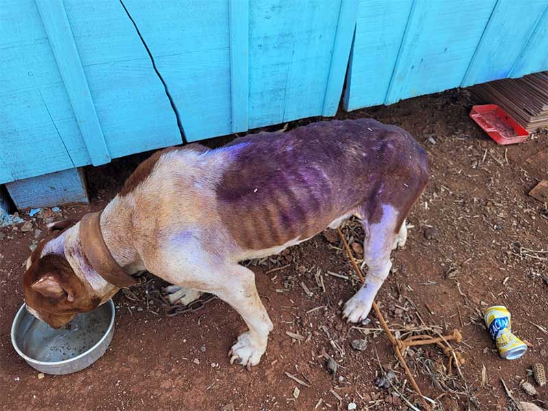 Homem de 28 anos é preso em Nova Erechim (SC) por manter cão desnutrido e desidratado
