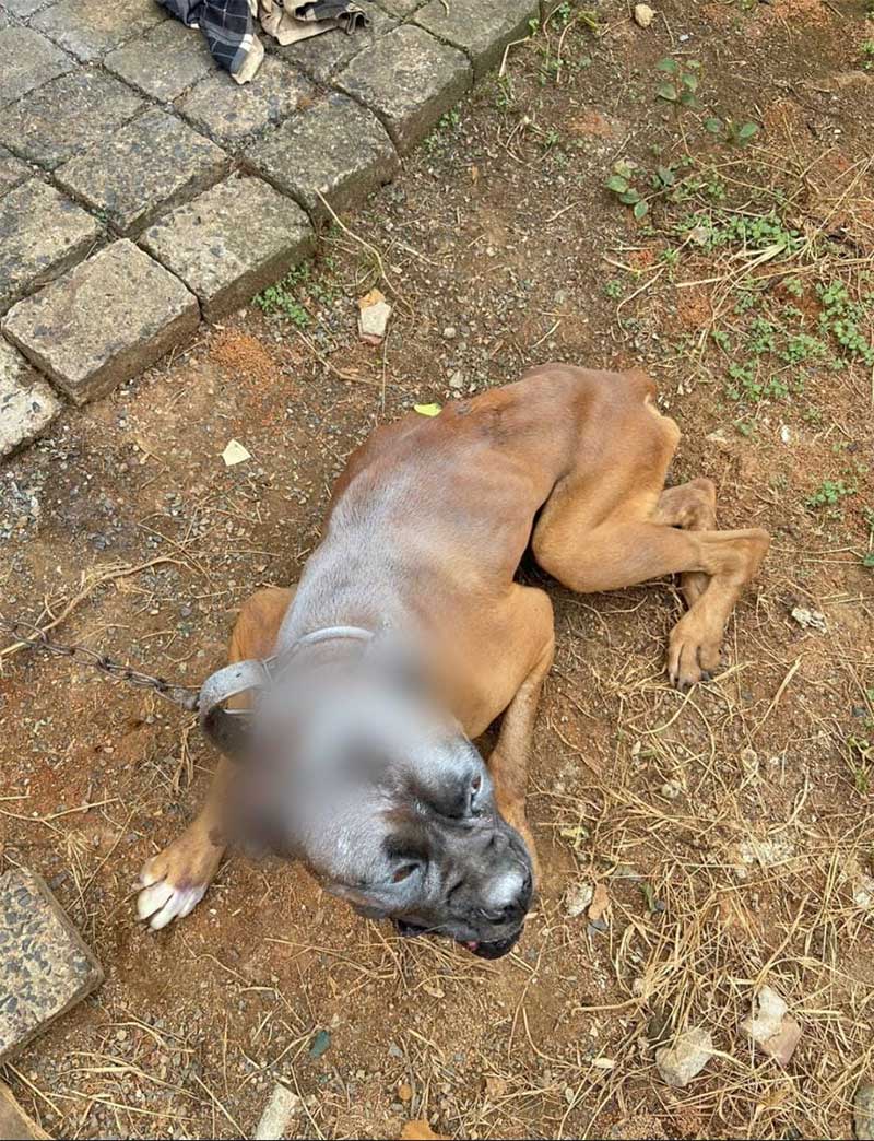 Cão com vermes. bicheiro e debilitado é resgatado pela polícia em Rio do Sul, SC