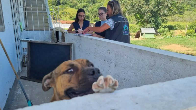 ‘Sem comida e água’: cachorros são encontrados em situação de maus-tratos em São José, SC