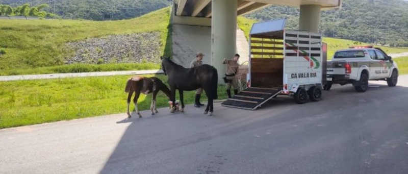 Ação da Fundação Municipal do Meio Ambiente e Cavalaria recolhe animais que estavam em situação de risco de se envolverem em acidentes de trânsito