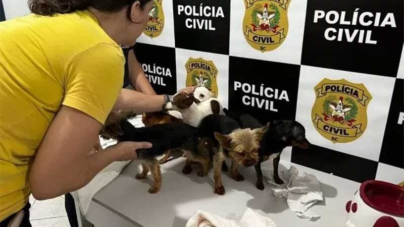Cães resgatados no canil. (Créditos: Polícia Civil)
