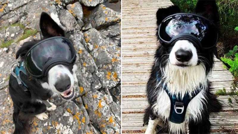 Cachorro com doença ocular rara ganha óculos super estiloso para passear e se divertir