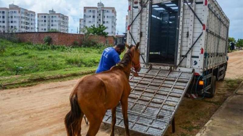 ﻿ Este ano, 221 animais já foram apreendidos em vias públicas de Aracaju, SE