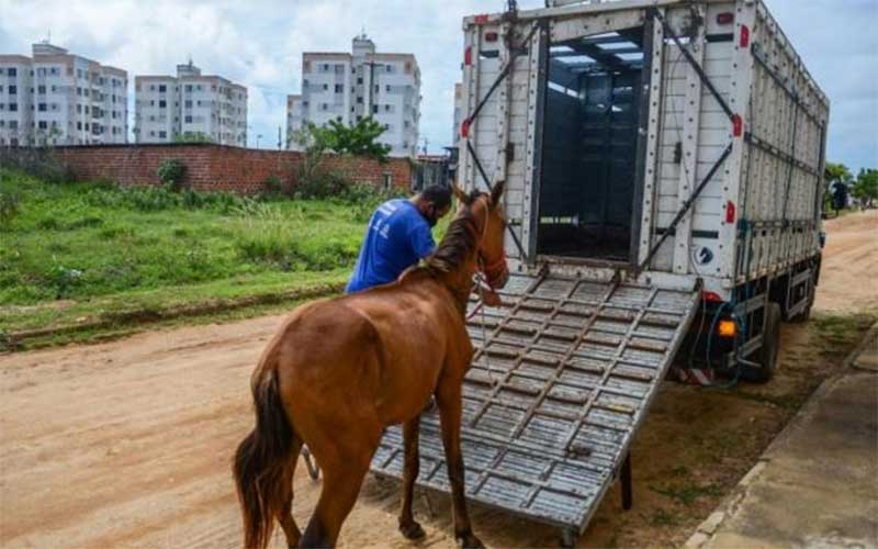 ﻿ Este ano, 221 animais já foram apreendidos em vias públicas de Aracaju, SE