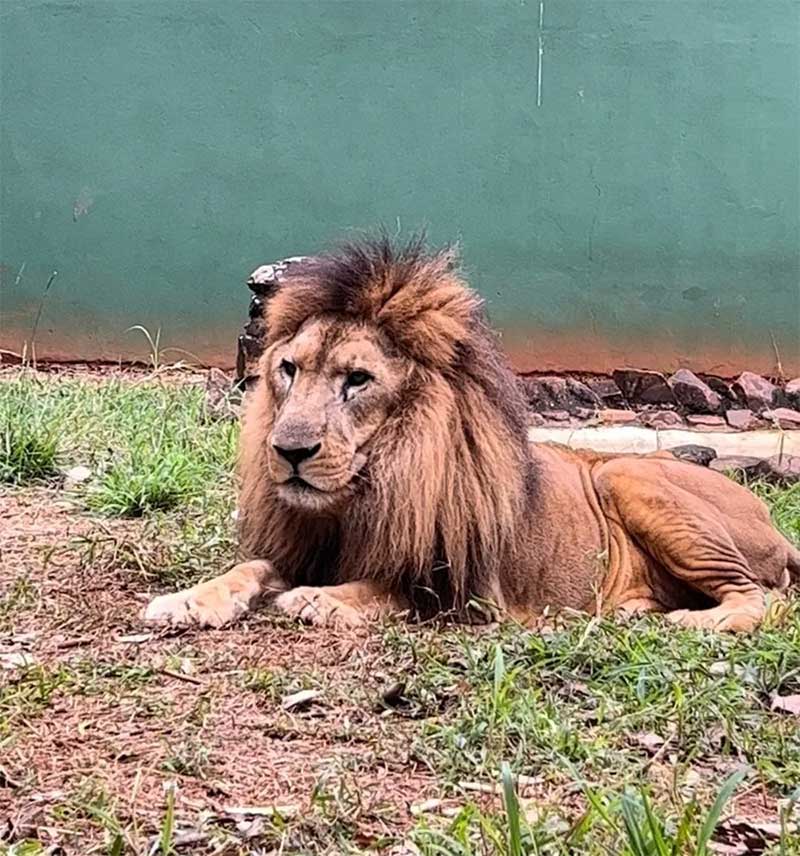 Leão Nagan: laudo da própria prefeitura aponta câncer como causa da morte do animal no zoo de Americana, SP