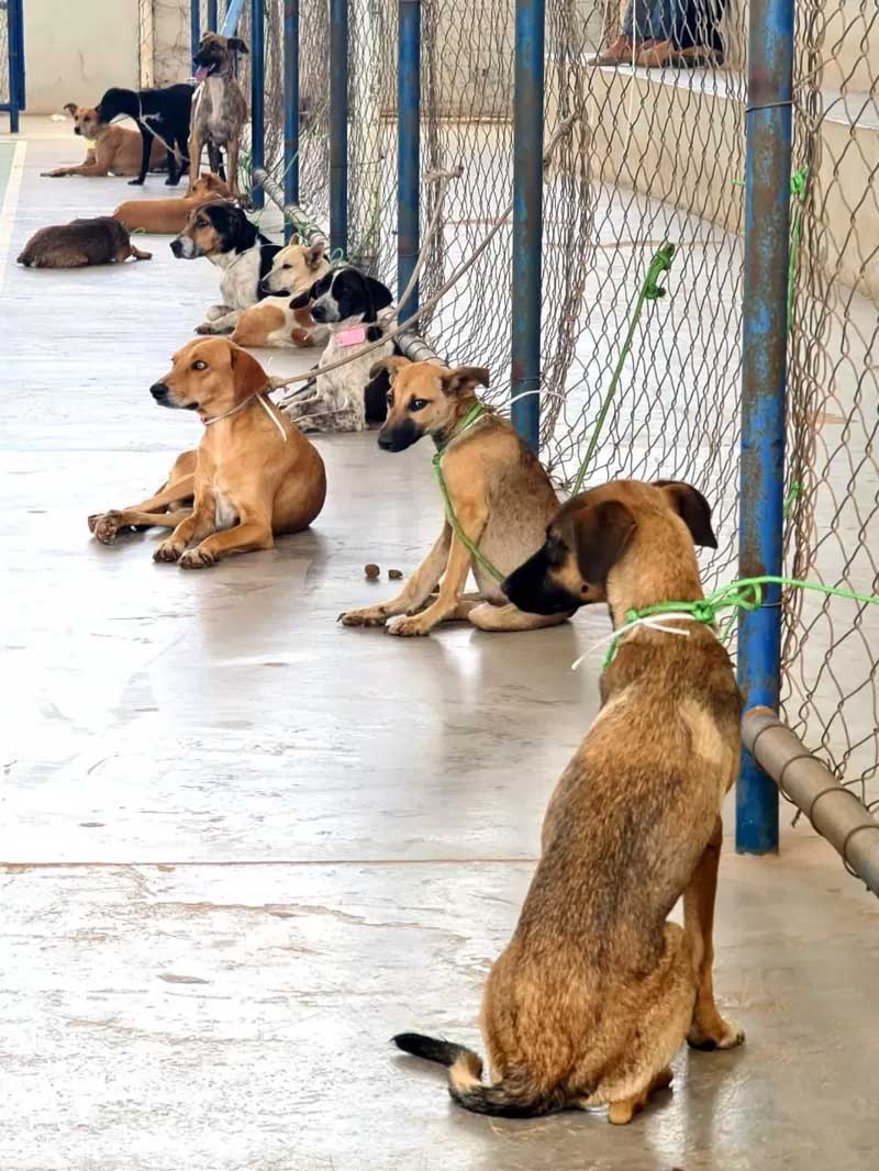 Animais aguardando o mutirão de castração. ARQUIVO PESSOAL/RODRIGO MENDES