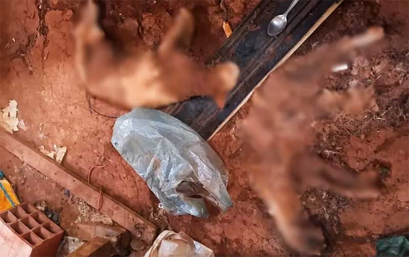 Ao procurar gato desaparecido, tutora encontra animais mortos com sinais de violência dentro de construção em Boituva, SP