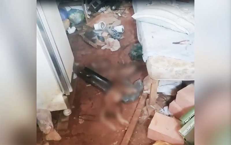 Animais são encontrados mortos dentro de construção em Boituva, no interior de SP — Foto: Cadeia Para Maus-Tratos/ Divulgação