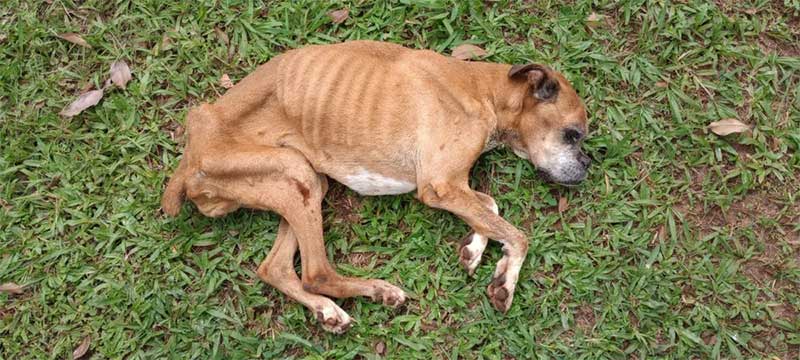Cadela ‘extremamente desnutrida’ é resgatada após denúncias de maus-tratos em Botucatu, SP