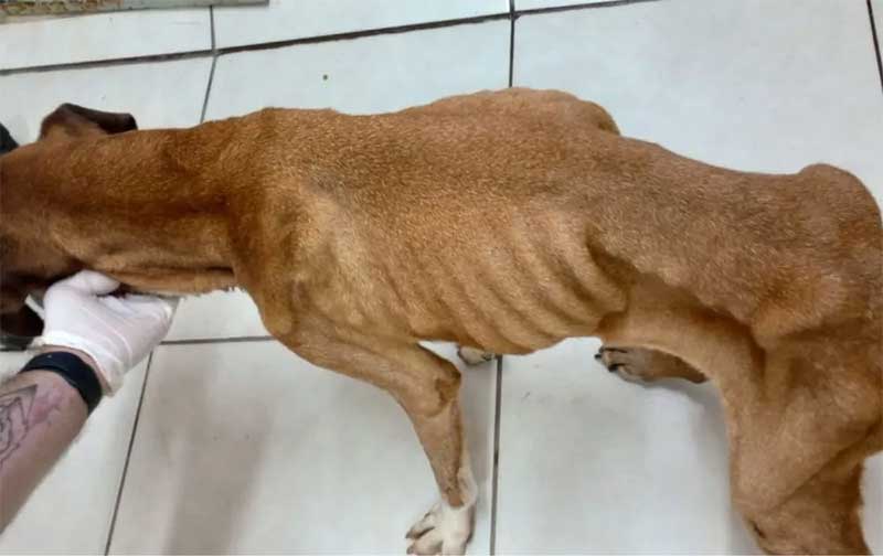 Segundo PM, cadela estava extremamente magra em resgate em Botucatu (SP) — Foto: PM/Divulgação