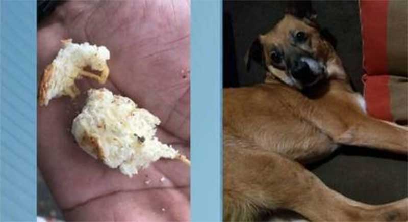Vizinho espalha pedaços de pão envenenado para matar cachorros em SP