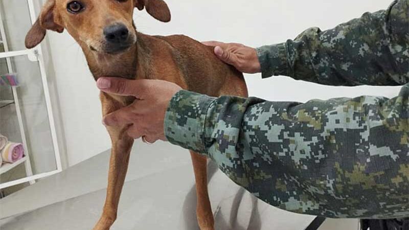 De acordo com os policiais, local estava sujo e a cadela foi encontrada desnutrida e com infestação de carrapatos. (Foto: Cedida/Polícia Militar Ambiental)