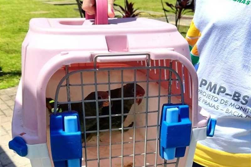 PM Ambiental do Vale resgata papagaios em maus-tratos na Ilha Comprida, SP
