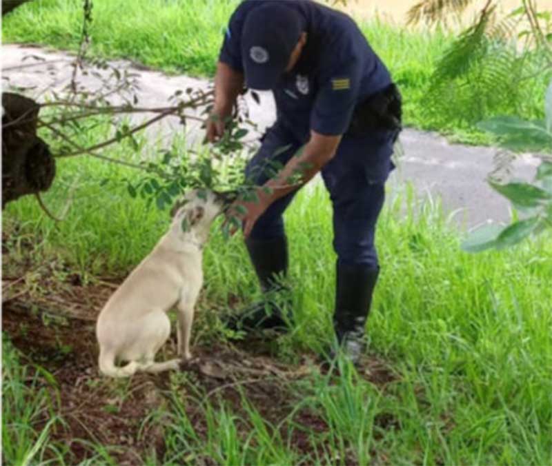 Cachorro abandonado amarrado a uma árvore, é resgatado em Indaiatuba, SP